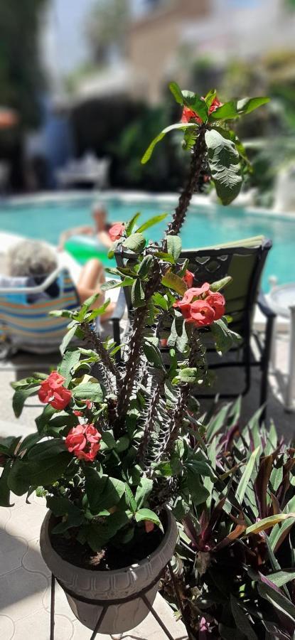 Apartmento Con Alberca A 50 Mt Del Mar La Licha Mazatlán Esterno foto